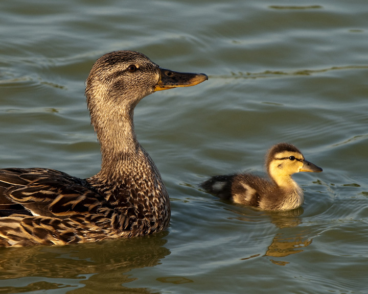 Black Duck