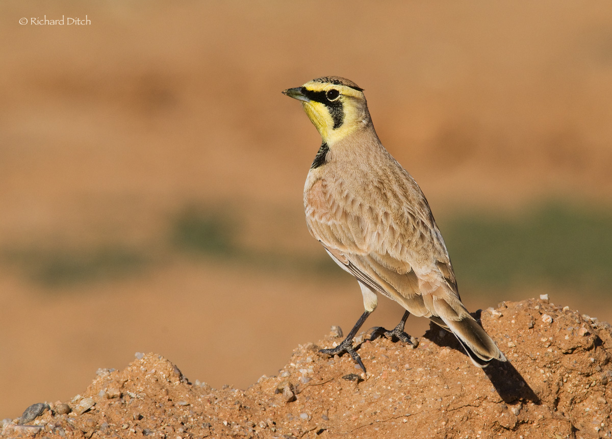 Horned Lark