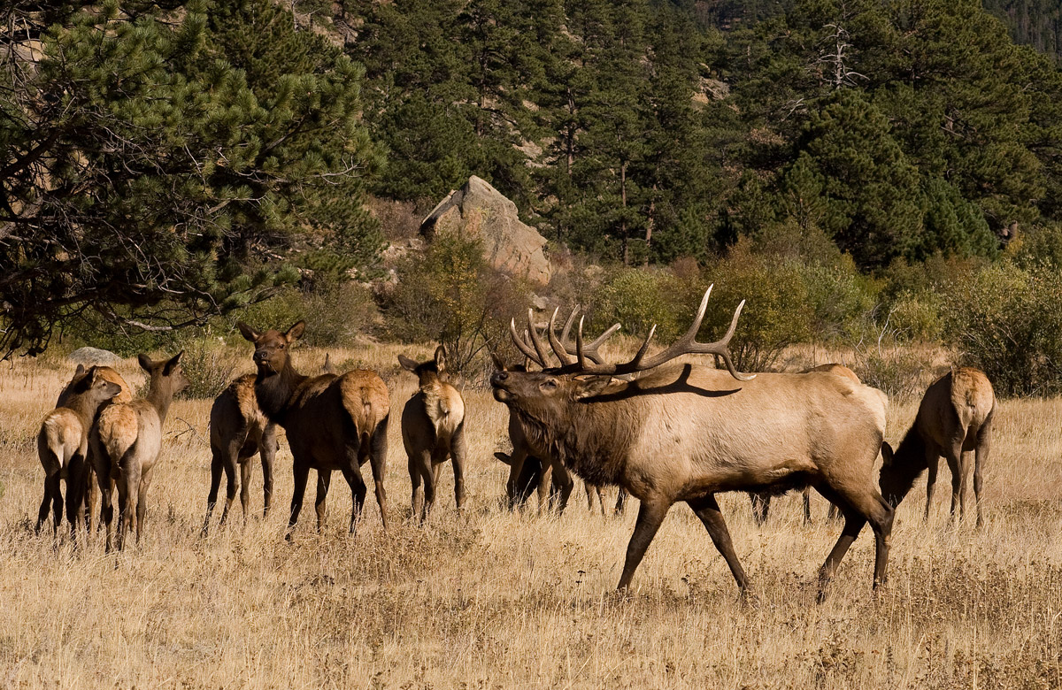 Elk and Harem