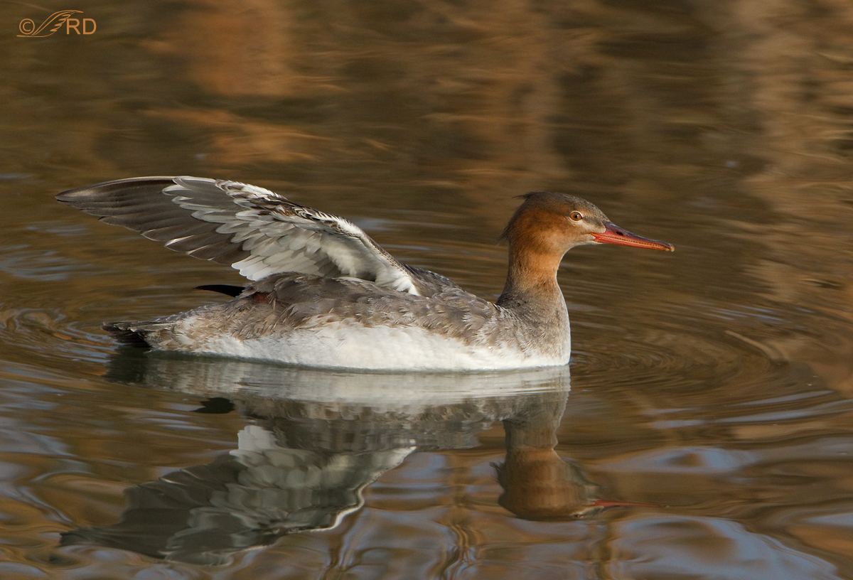 Red-breasted Merganser
