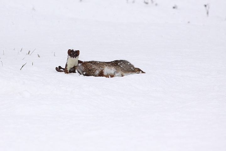 Death in the snow