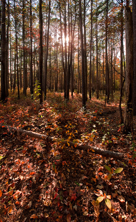 Smattering of Color