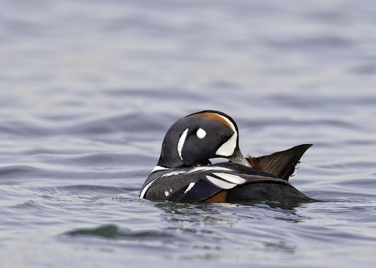 Harlequin Duck Preening