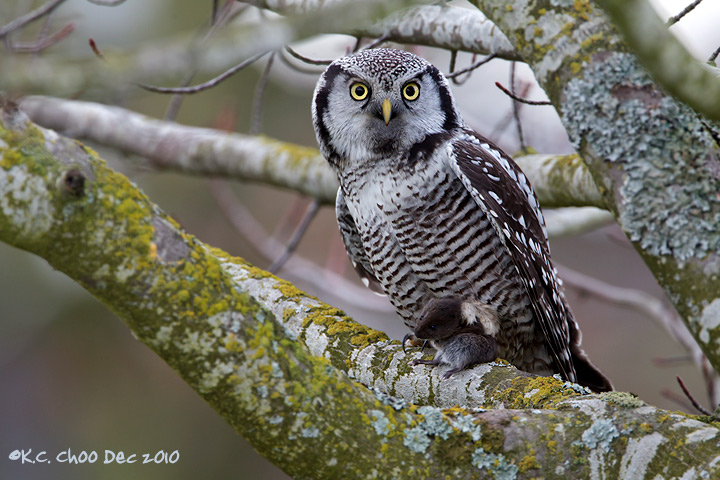 Northern Hawk Owl