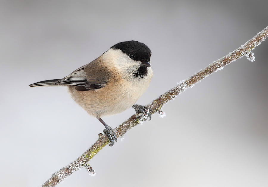 Willow Tit