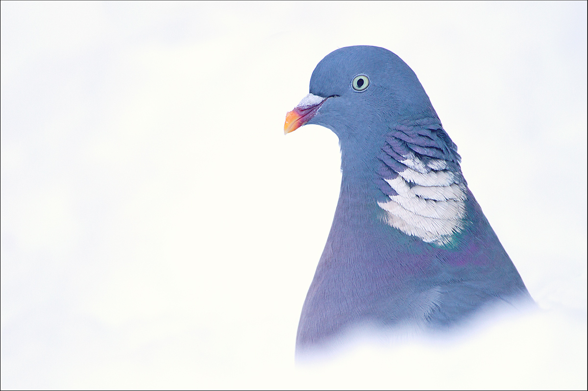 Woodpigeon in snow.