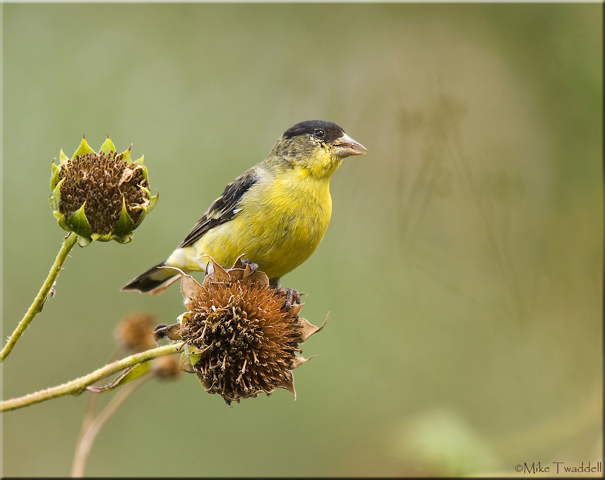 Lesser Goldfinch