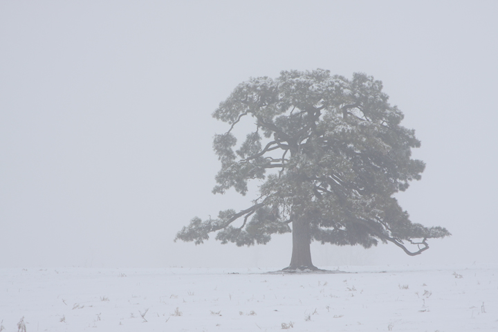 WC#462 Foggy Tree