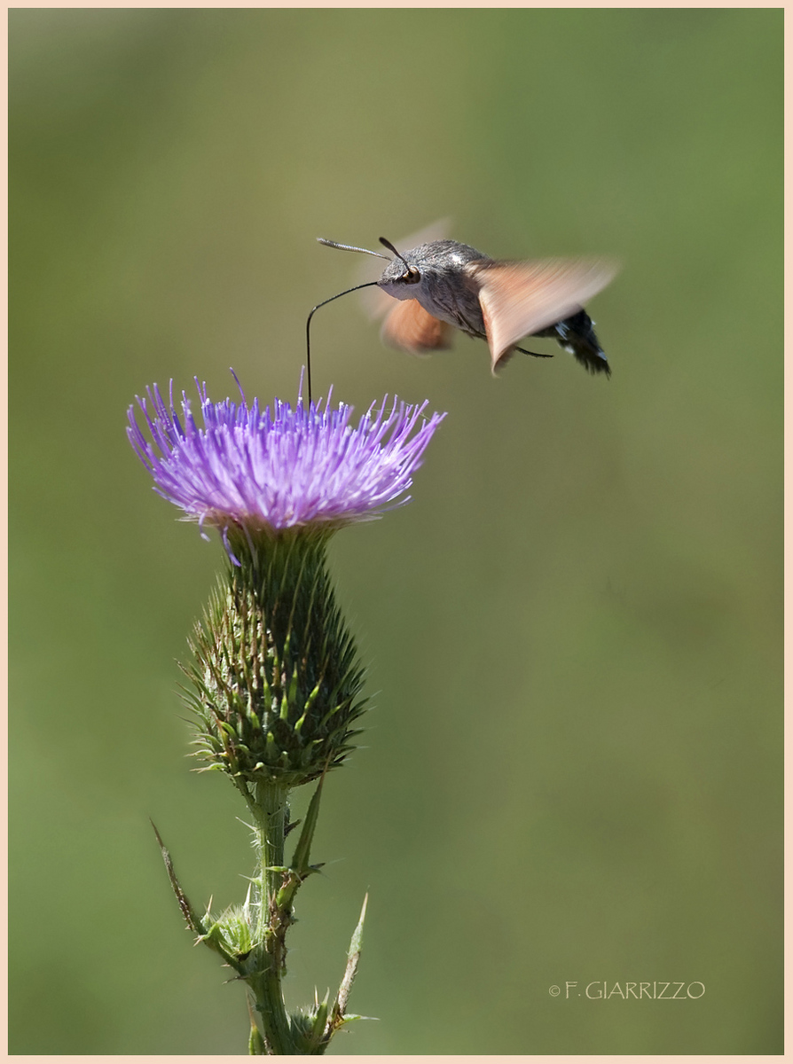 Macroglossa + repost