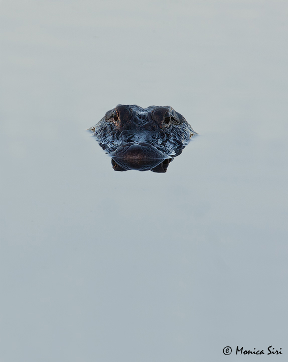 WC #462 - Solitary gator