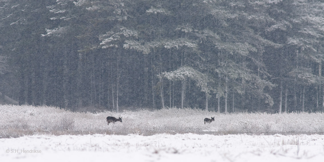 Another winter scene