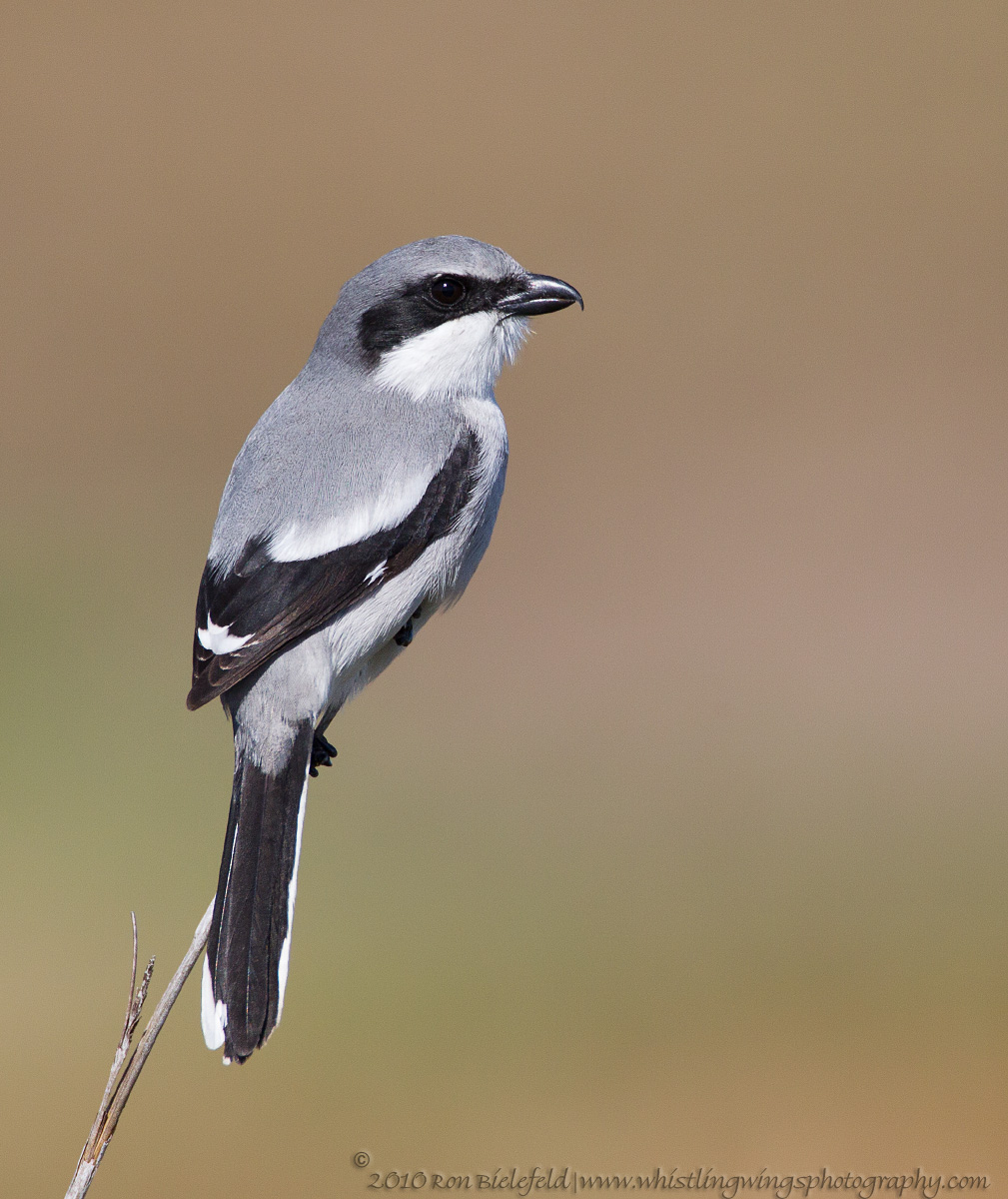 Loggerhead shrike