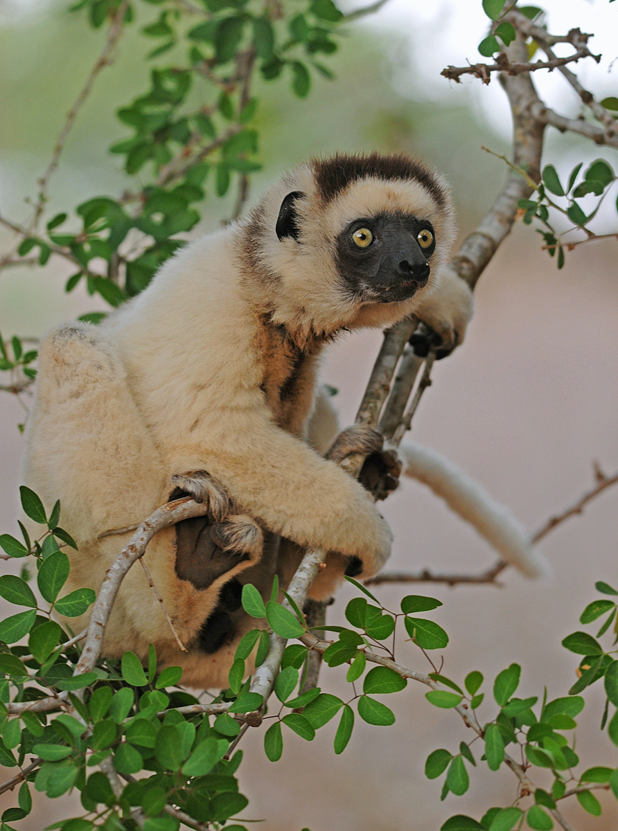 Verreaux's sifaka