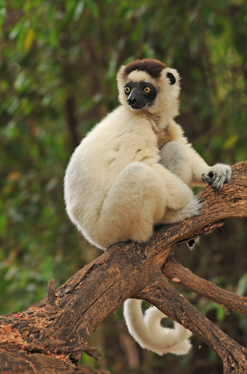 Verreaux's sifaka