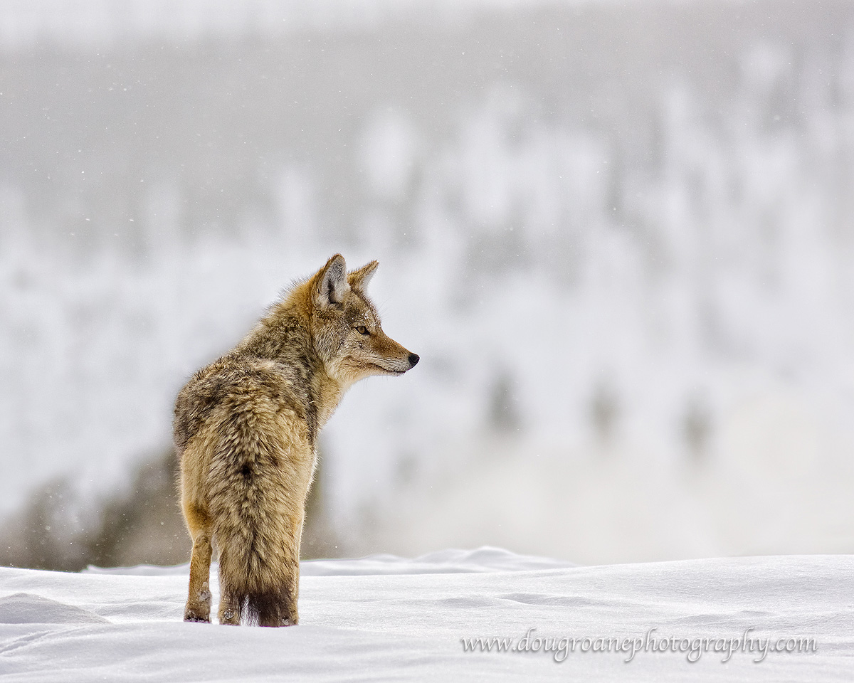 Coyote in Snow