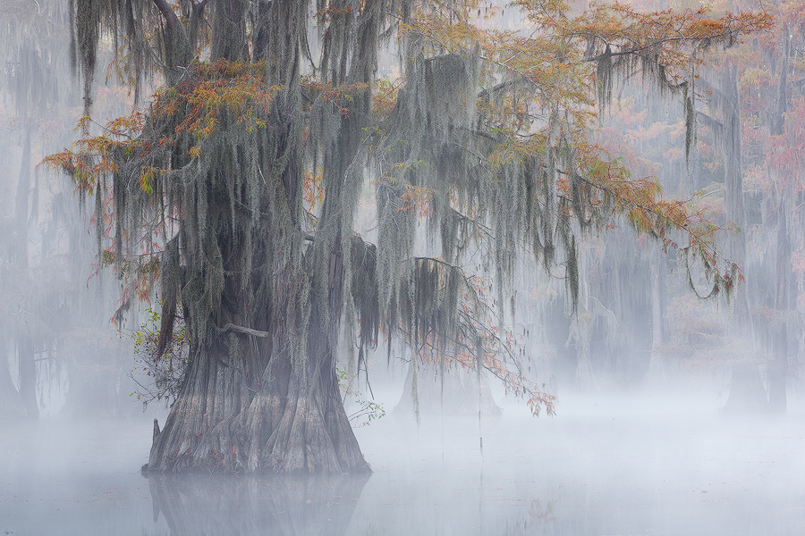 Foggy Morning
