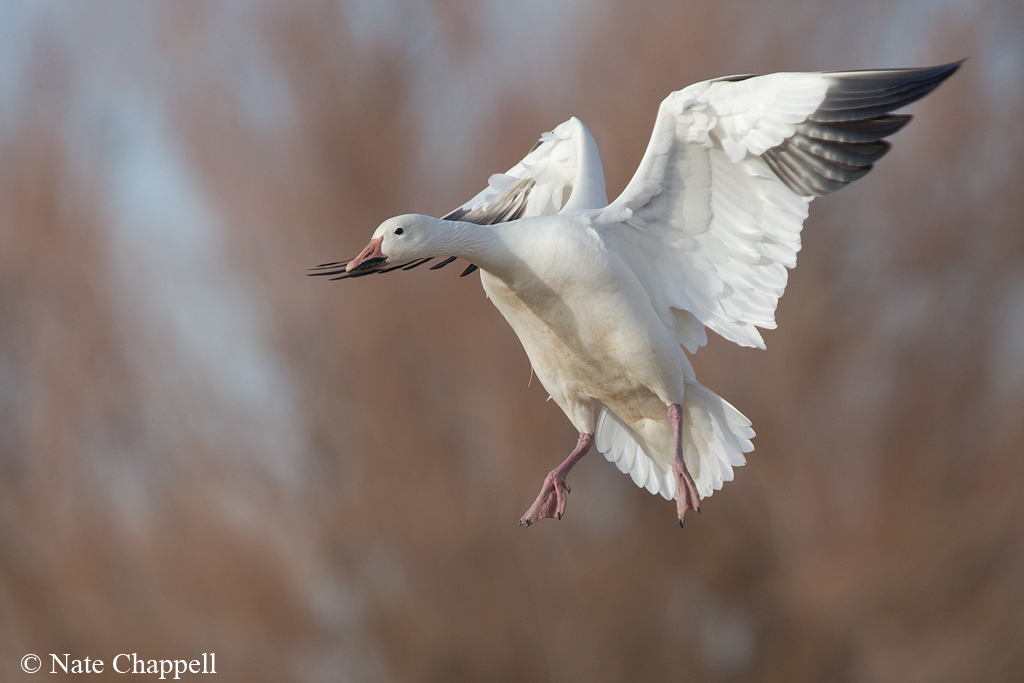 Snow Goose