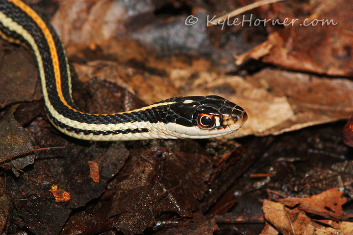 Western Ribbon Snake