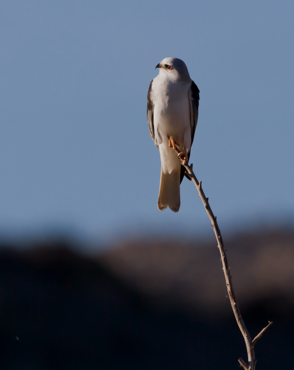 White-tailed Kite