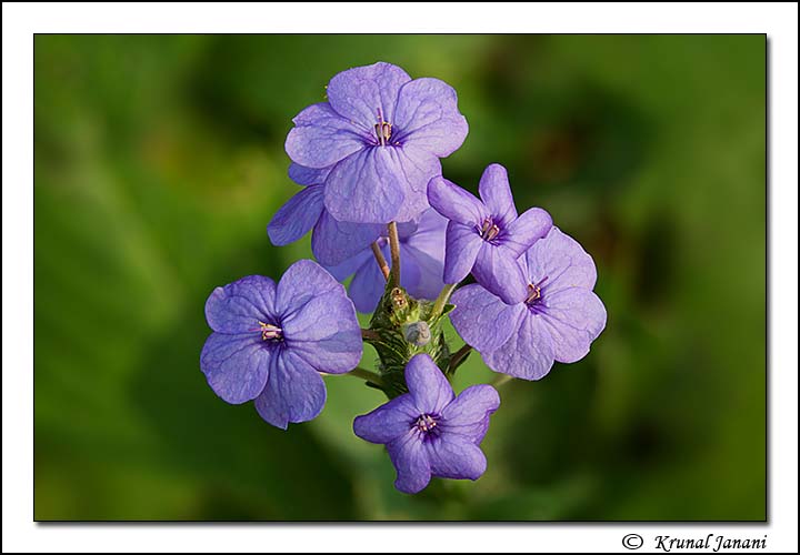 Blue eranthemum 2
