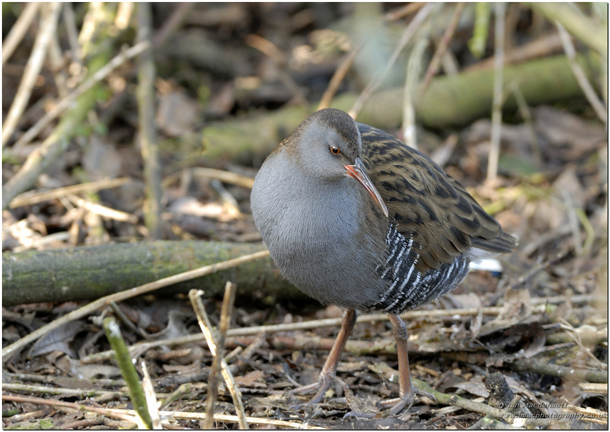 Water Rail sadly no snow