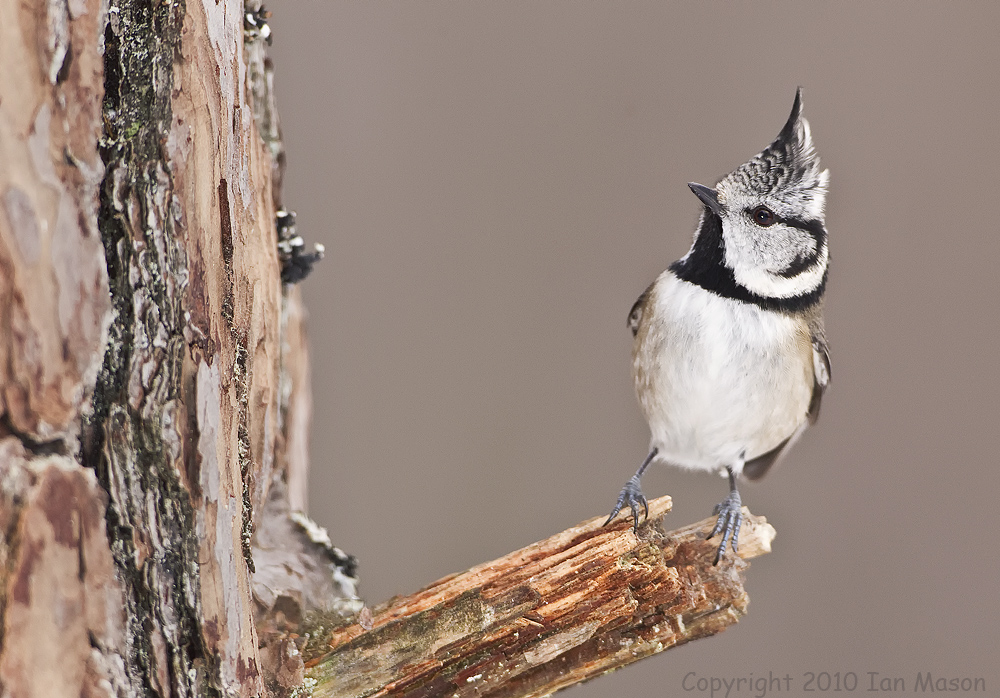 Crested Tit
