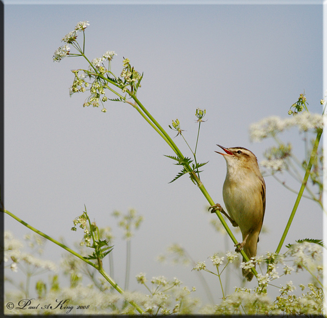Sedge Warbler