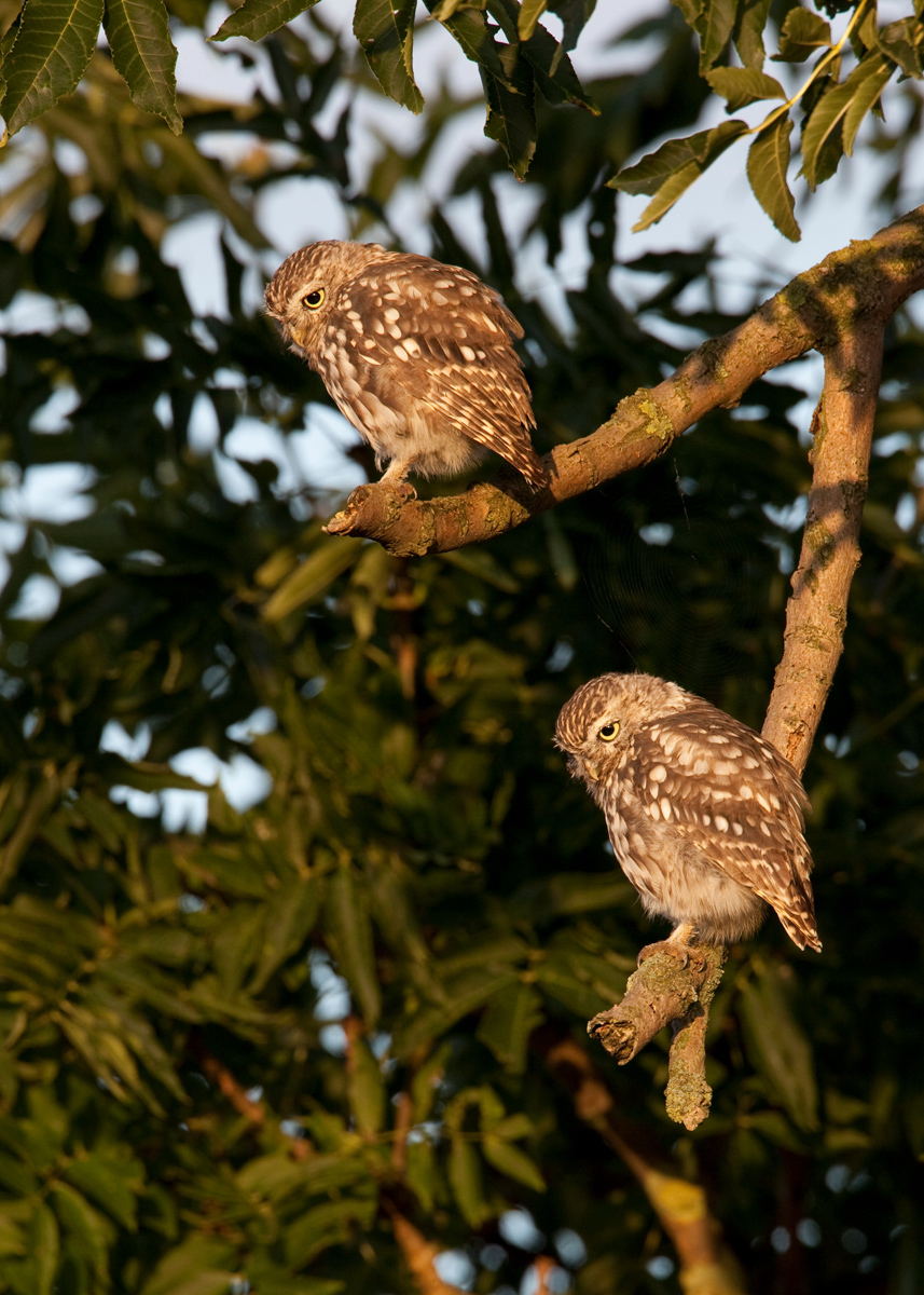 Little Owl Pair