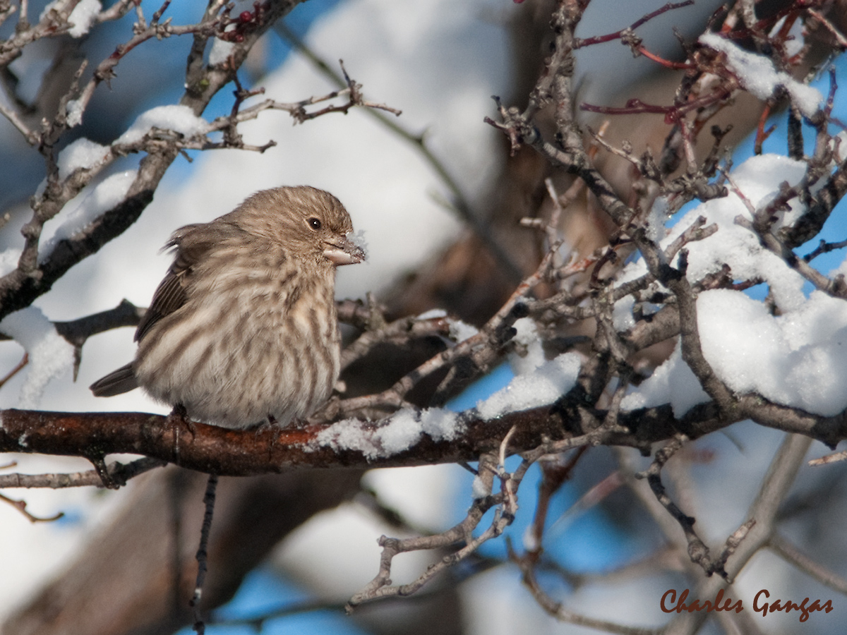 Female House Finch