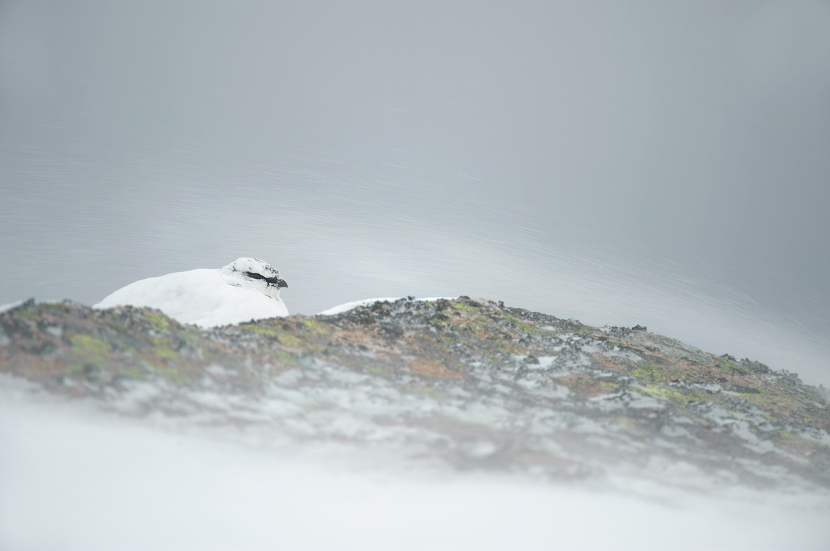 Hiding from the elements