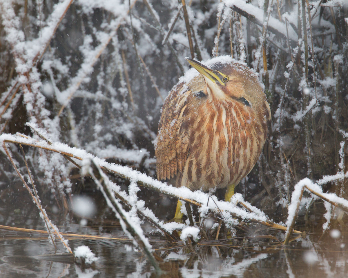 Snowy American Bittern