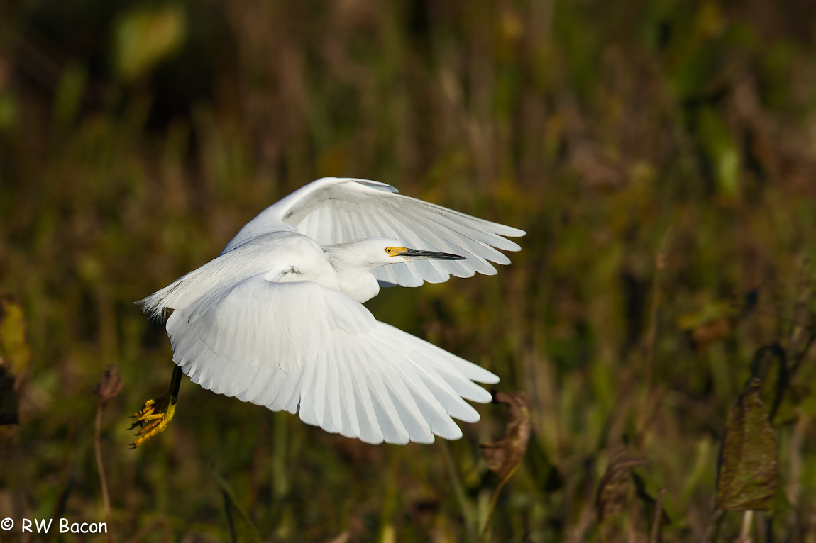 Snowy Egret on the Wing