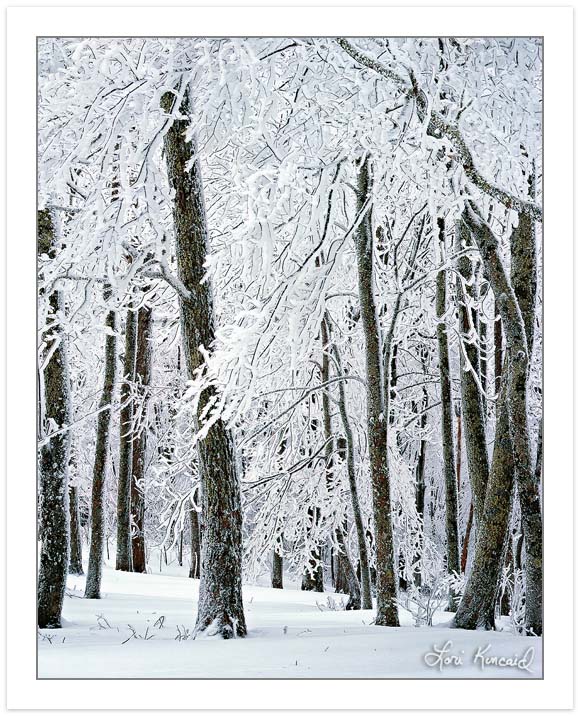 Frosty Trees w/horizontal for comparison