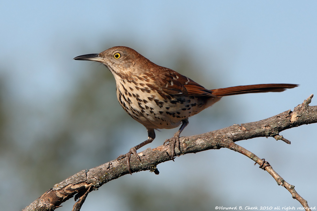 Brown Thrasher