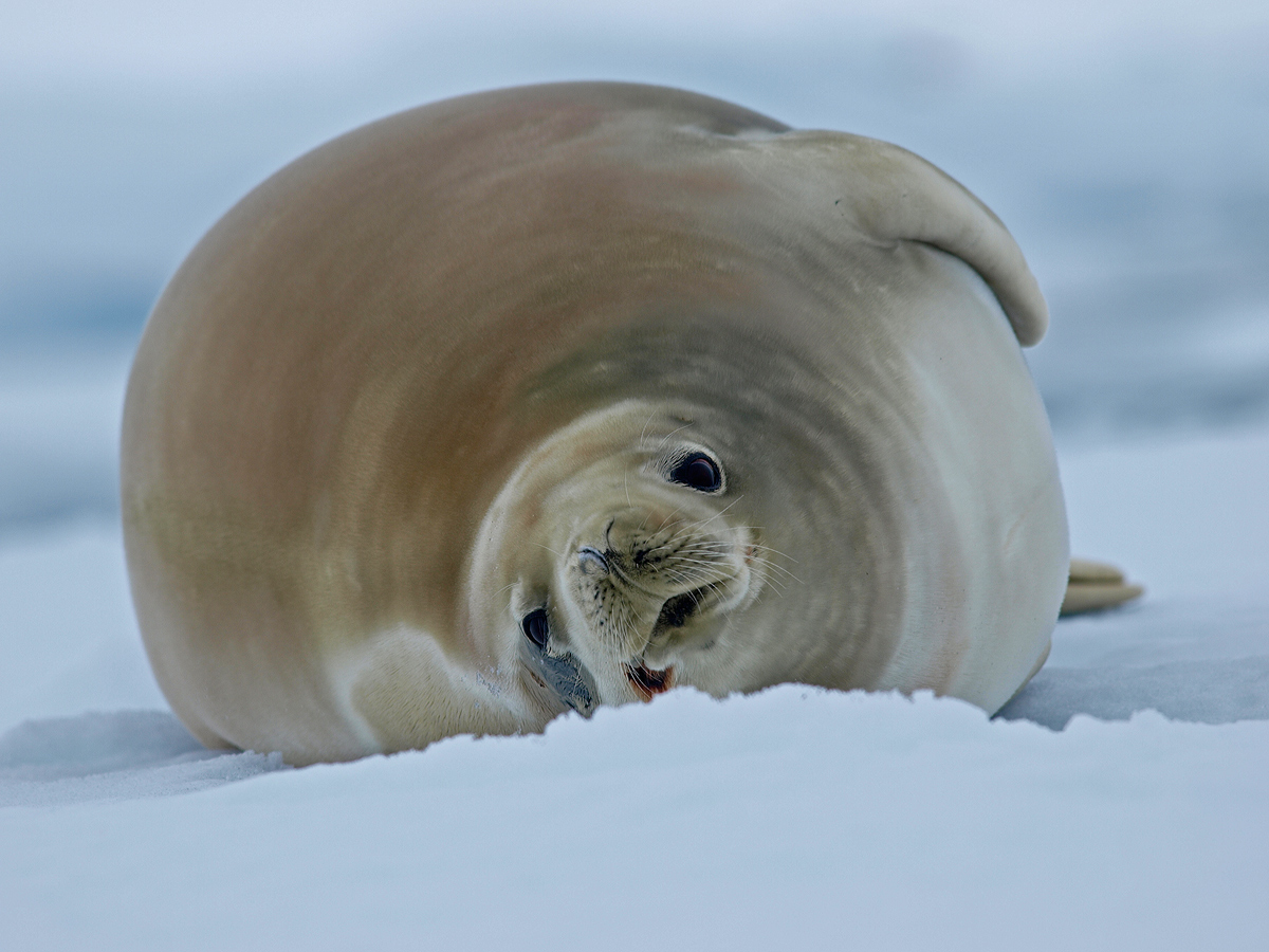 Crabeater Seal