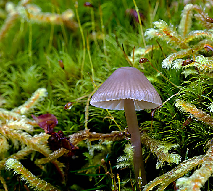 Mini Mushroom