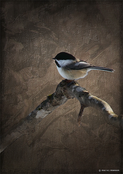 Chickadee + Detail