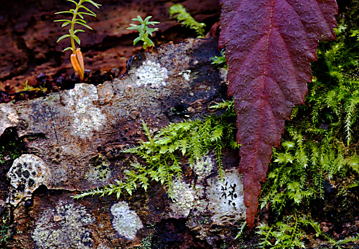 Natural Still Life