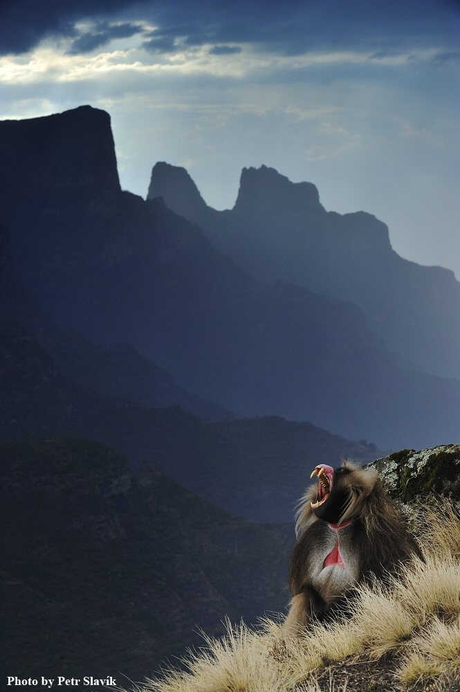 The Simien King