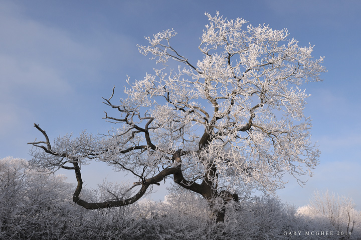 Hoary Oak