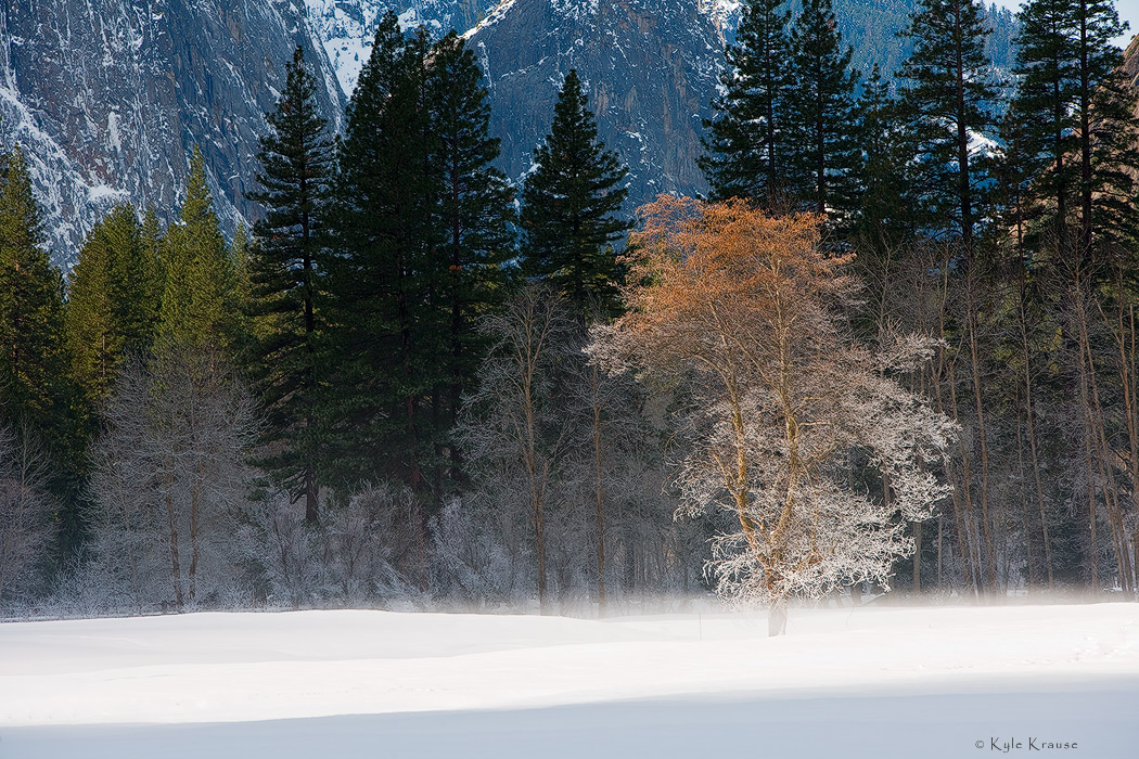 Yosemite Meadows