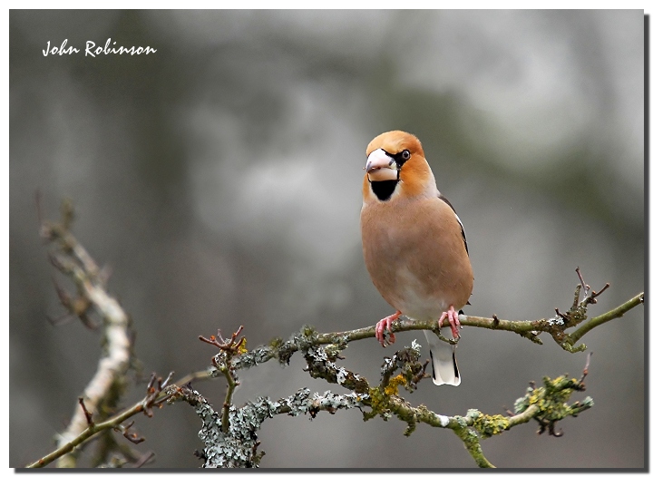 Hawfinch