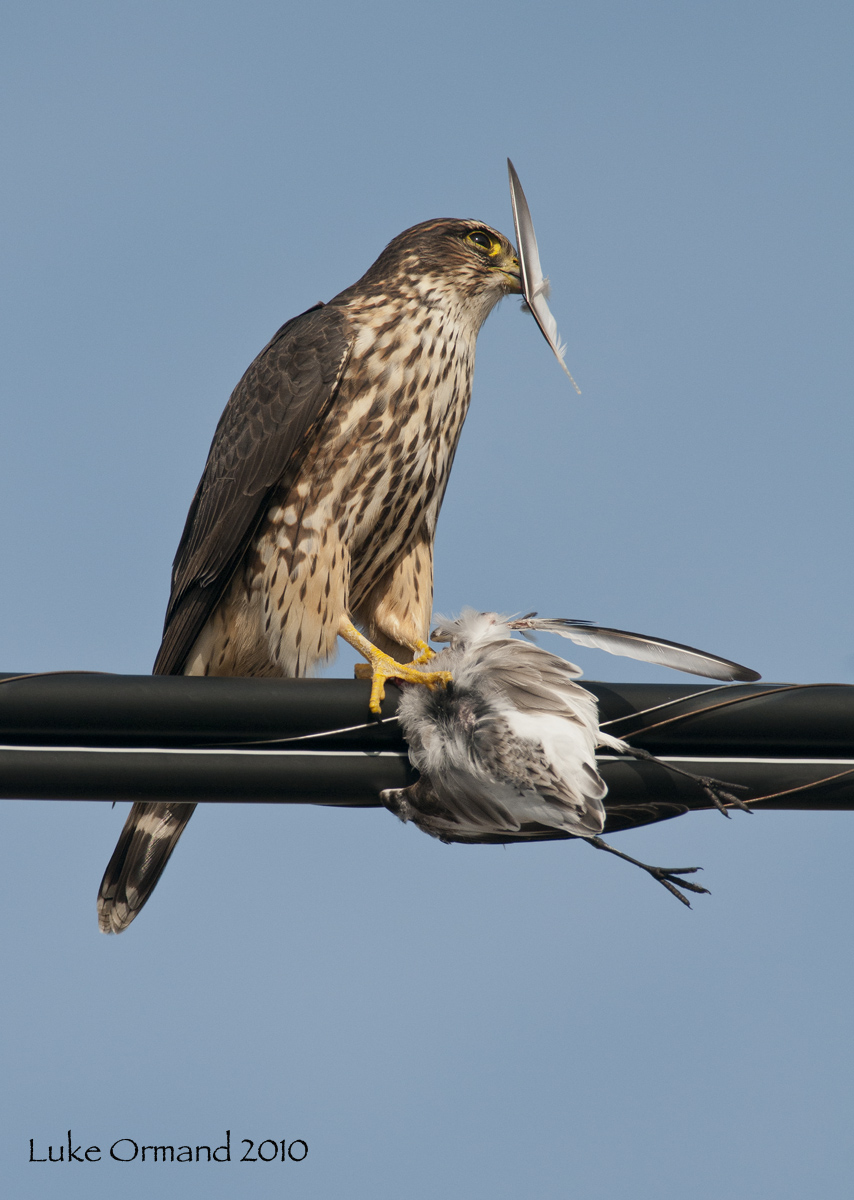 Pluck