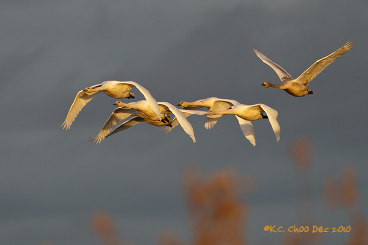 Trumpeter Swans