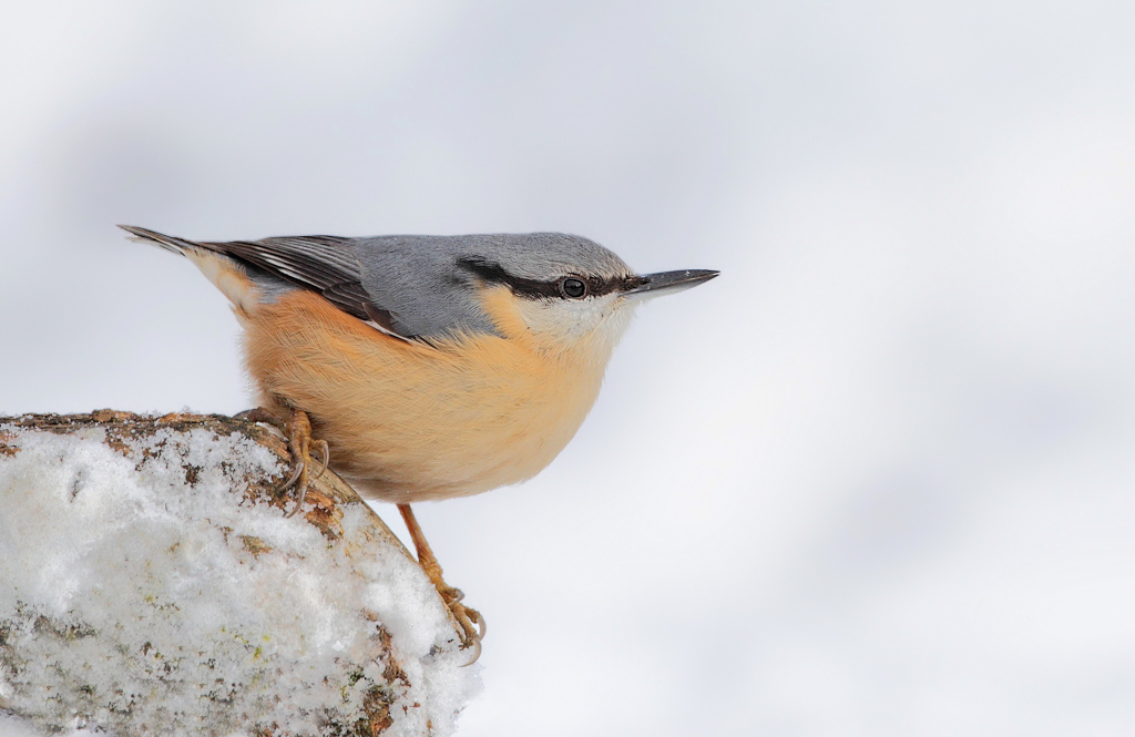 Nuthatch in the Snow