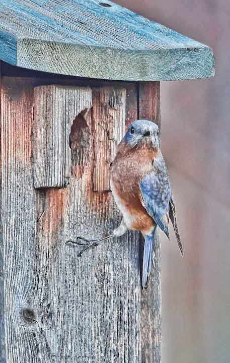 Eastern Bluebird 
