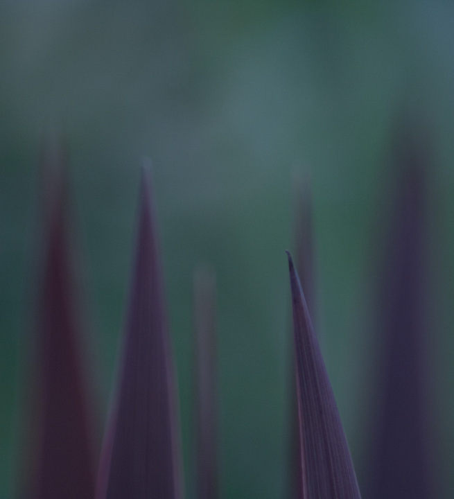 spiky 2