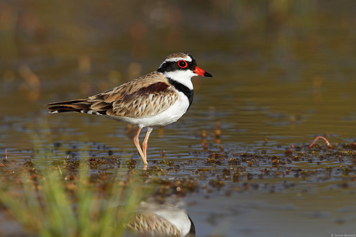 Black-fronted Dotterel