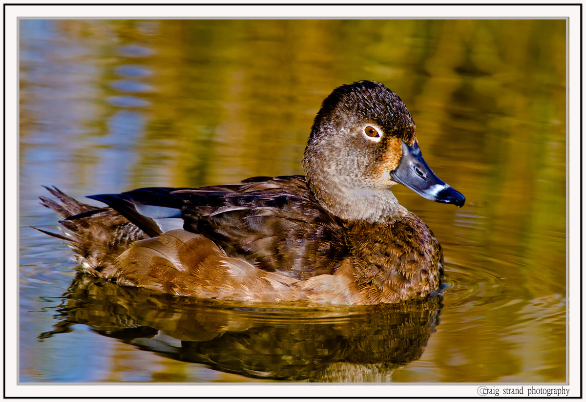 Ring-necked hen