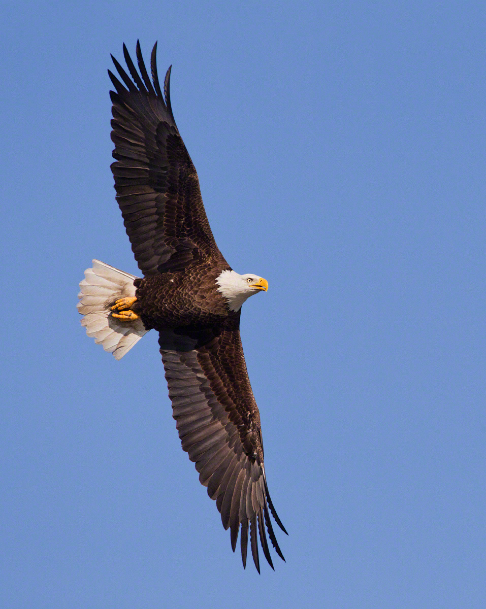 Bald eagle 